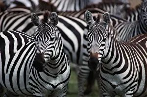 Burchells zebras (Equus burchelli), close-up