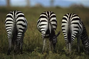 Three Burchells zebras (Equus burchelli) eating grass, Kenya