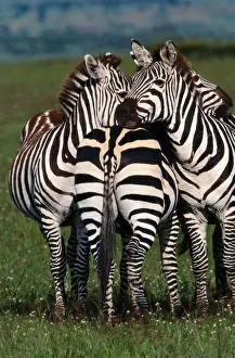 Art Wolfe Photography Prints: Burchells zebras (Equus burchelli) huddled together