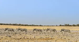 Plains Zebra Gallery: Burchells Zebras -Equus burchellii-, Etosha National Park, Namibia