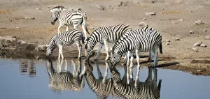 Images Dated 23rd August 2012: Burchells Zebras -Equus burchellii- drinking, Chudop water hole, Etosha National Park, Namibia