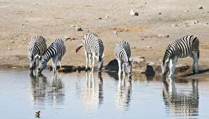 Images Dated 23rd August 2012: Burchells Zebras -Equus burchellii- drinking, Chudop water hole, Etosha National Park, Namibia