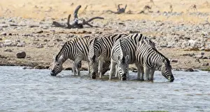 Burchells Zebras -Equus burchellii- drinking at a waterhole, Etosha National Park, Namibia