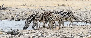 Waterhole Prints: Burchells Zebras -Equus burchellii- drinking at a waterhole, Etosha National Park, Namibia