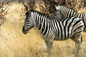 Plains Zebra Gallery: Burchells Zebras -Equus burchellii- in the dry grass, Etosha National Park, Namibia
