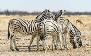 Burchells Zebras -Equus burchellii- in the dry steppe, Etosha National Park, Namibia
