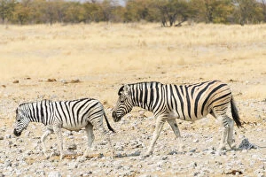 Two Burchells Zebras -Equus burchellii- walking through dry steppe, Etosha National Park, Namibia