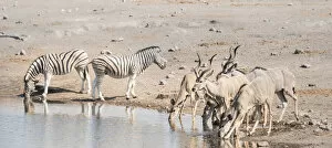 Burchells zebras -Equus quagga burchelli- and Greater kudus -Tragelaphus strepsiceros-, Chudop waterhole