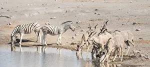 Burchells zebras -Equus quagga burchelli- and Greater kudus -Tragelaphus strepsiceros-, Chudop waterhole, Etosha National Park, Namibia