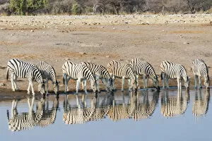 Burchells Zebras -Equus quagga burchellii-, reflection of herd whilst drinking at the Chudop waterhole
