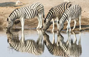 Images Dated 24th August 2012: Three Burchells Zebras -Equus quagga burchellii- drinking at water, Chudop water hole