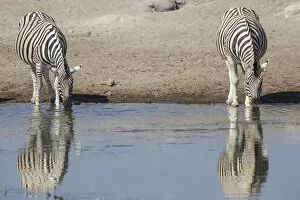 Plains Zebra Gallery: Burchells zebras -Equus quagga-, drinking, Etosha National Park, Namibia, Africa