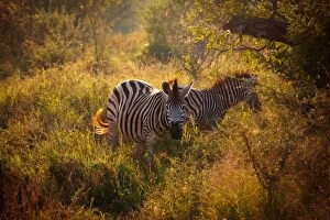 Images Dated 10th May 2014: Burchells Zebras in the Morning Light, Kruger National Park, South Africa