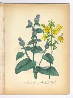 Images Dated 7th July 2015: Burdock and St. Johns Wort Victorian Botanical Illustration