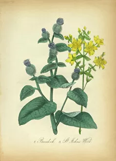 Images Dated 7th July 2016: Burdock and St. Johns WortVictorian Botanical Illustration