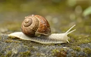 Animal Shell Collection: Burgundy Snail or Edible Snail -Helix pomatia-, Baden-Wurttemberg, Germany