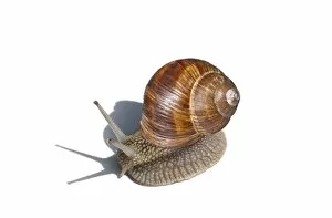 Images Dated 7th July 2014: Burgundy Snail -Helix pomatia-