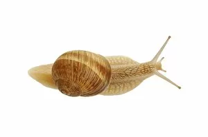 Mollusca Collection: Burgundy snail, Roman snail (Helix pomatia)