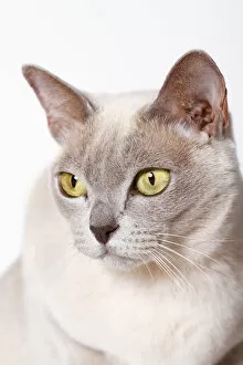 Images Dated 1st November 2011: Burmese cat, portrait