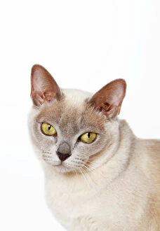 Animal Portrait Gallery: Burmese cat, portrait