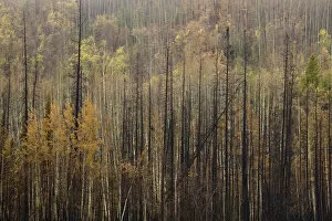 Burned forest after big forest fire, Canada