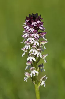 Burnt Orchid -Orchis ustulata-, Bargau, Baden-Wuerttemberg, Germany, Europe