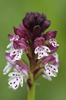 Images Dated 10th July 2009: Burnt orchid -Orchis ustulata-, Dolomites, South Tyrol, Italy, Europe