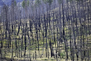 Damage Gallery: Burnt trees after a forest fire, Barriere, British Columbia, Canada