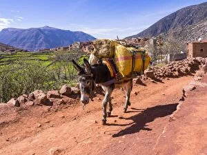 Morocco Collection: Burro or pack mule carrying a heavy load on a path in the Atlas Mountains