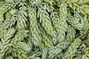 Images Dated 30th July 2014: Burros Tail or Donkey Tail -Sedum morganianum-, native to Mexico