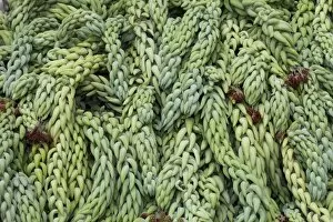 Succulent Plant Gallery: Burros Tail or Donkey Tail -Sedum morganianum-, native to Mexico