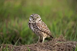 Images Dated 24th March 2013: Burrowing Owl -Athene cunicularia- adult, at den, Florida, United States