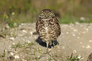Images Dated 27th March 2013: Burrowing Owl -Athene cunicularia- adult, Florida, USA