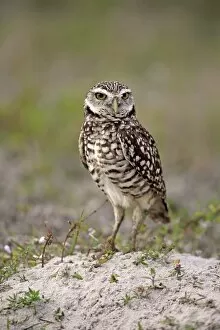 Images Dated 24th March 2013: Burrowing Owl -Athene cunicularia- adult, Florida, USA