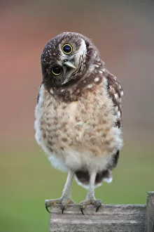 Funny Animal Prints Gallery: Burrowing Owl Owlet