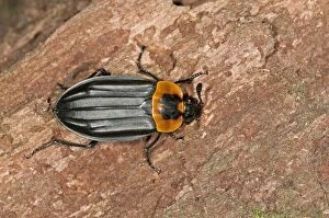 Burying beetle or Carrion beetle -Oxelytrum discicolle-, -Silphidae-, Tandayapa region, Andean cloud forest, Ecuador