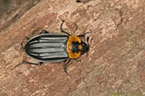 Burying beetle or Carrion beetle -Oxelytrum discicolle-, -Silphidae-, Tandayapa region, Andean cloud forest, Ecuador, South America