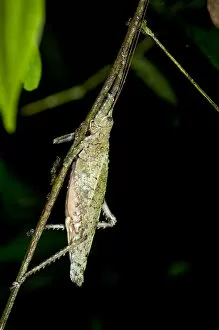 Bush-cricket, Katydid -Tettigoniidae-, camouflage, Tiputini rainforest, Yasuni National Park, Ecuador, South America