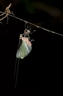 Images Dated 5th March 2012: Bush cricket or Katydid -Tettigoniidae- moulting, Tiputini, rainforest, Yasuni National Park