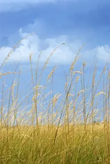 Generic Location Prints: Bush Land, Cloud, Generic Location