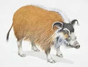 Artiodactyla Gallery: Bush Pig, Potamochoerus porcus, front view