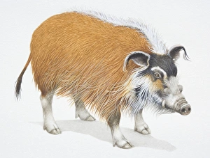 Images Dated 19th May 2006: Bush Pig, Potamochoerus porcus, front view