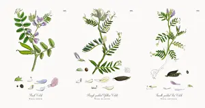 Locoweed Prints: Bush Vetch, Vicia sepium, Victorian Botanical Illustration, 1863