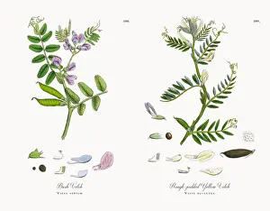 Bush Vetch, Vicia sepium, Victorian Botanical Illustration, 1863