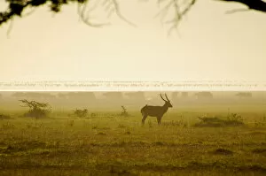 Images Dated 25th January 2010: Bushbuck, Cape Buffalo and Flamingos in Silhouette
