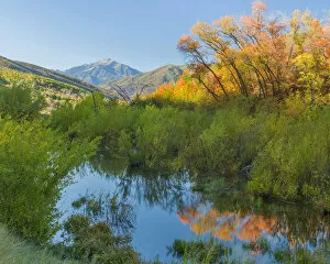 Images Dated 23rd September 2015: Bushes reflected in stream in Wasatch Cache National Forest, Utah, USA