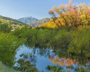 Images Dated 23rd September 2015: Bushes reflected in stream in Wasatch Cache National Forest, Utah, USA