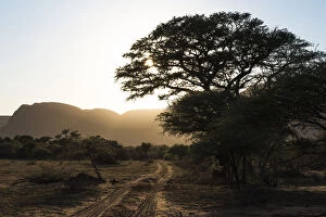 Limpopo Gallery: Bushveld track at sunrise, Marataba Private Game Reserve, Limpopo, South Africa