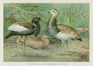 Images Dated 26th October 2018: Bustard and Florican chromolithograph 1896