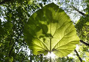 Compositae Prints: Butterbur (Petasites hybridus syn. Petasites officinalis), Germany, Europe